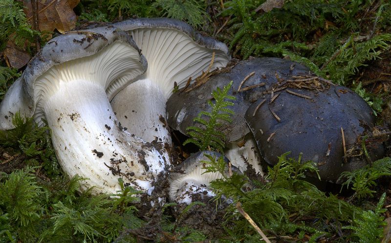 Hygrophorus marzuolus